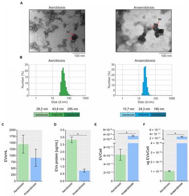 Identification of novel small RNAs in extracellular vesicles produced by Actinobacillus pleuropneumoniae